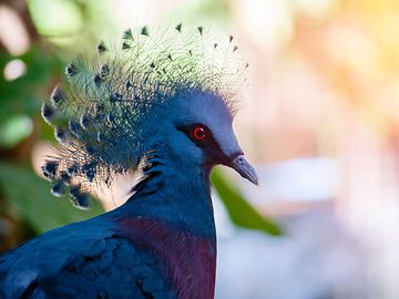 The Victoria crowned pigeon is a near threatened species. Sustainable investing can help protect our future.