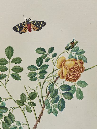 Bauer brothers, Hortus Botanicus, detail from “Rosa flavo, yellow rose” 1776/1804