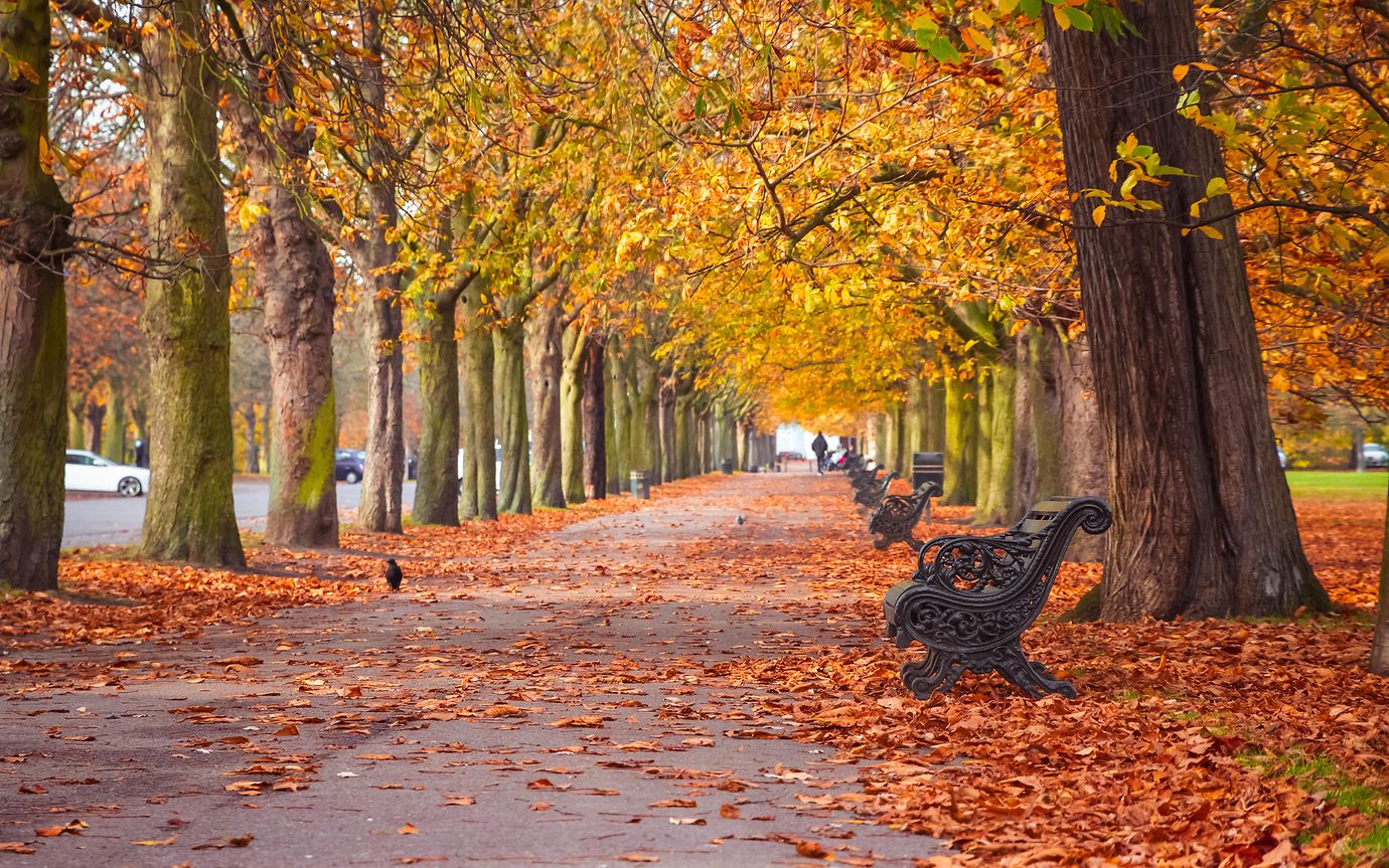 autumnal leave with benches lines up
