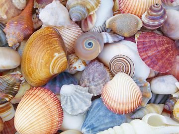 colourful seashells 