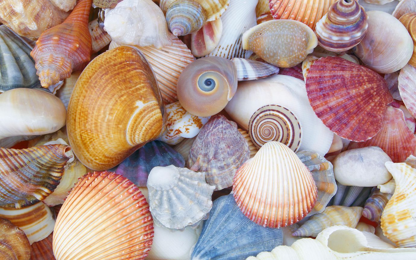 colourful seashells 
