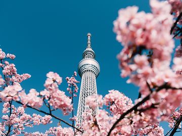 cherry blossom tokyo