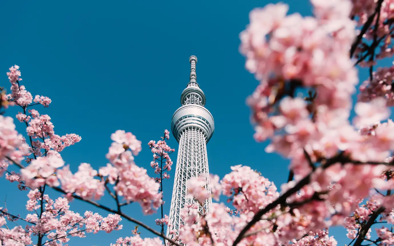cherry blossom tokyo