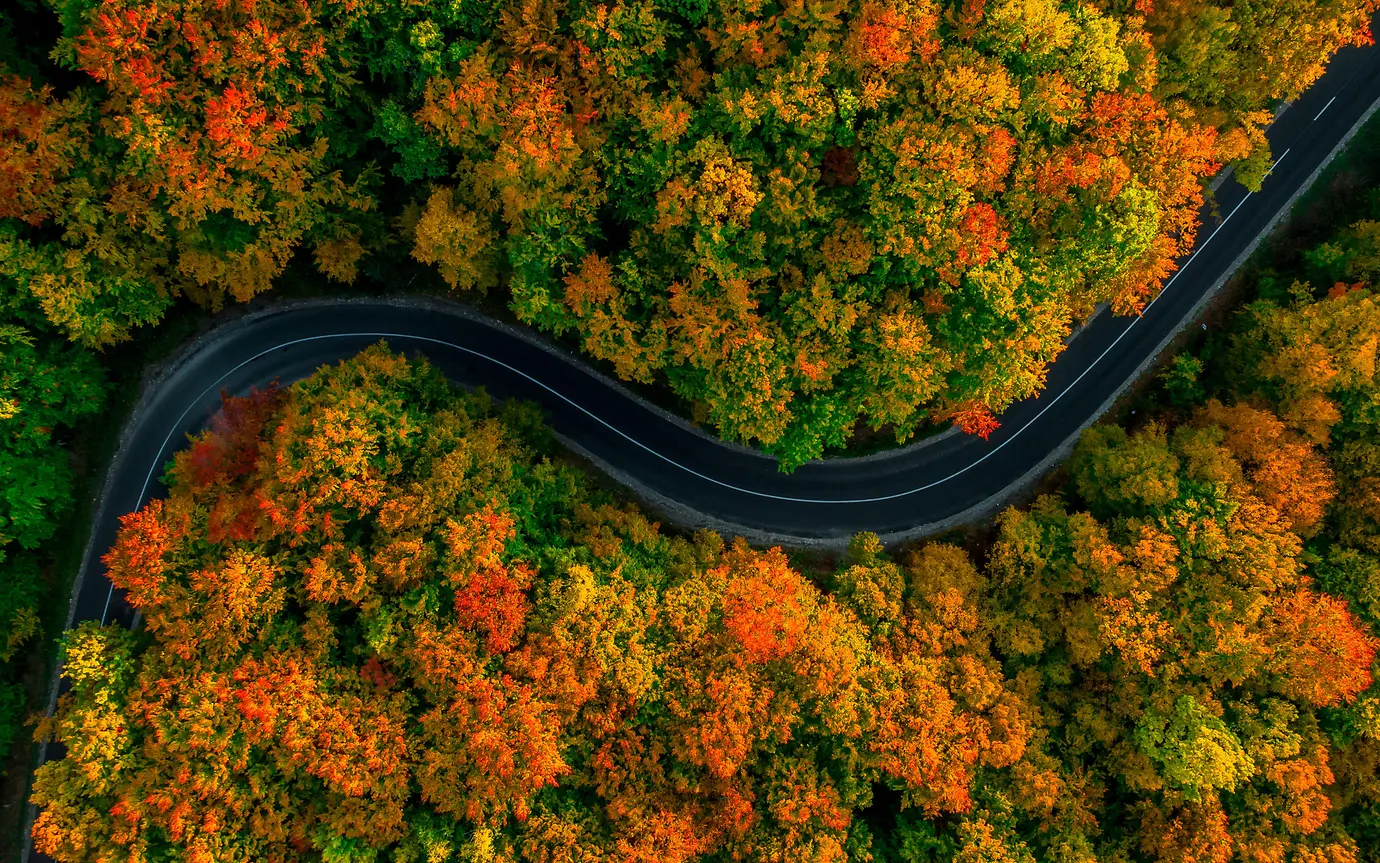 Aerial view of thick forest in Autumn with road 