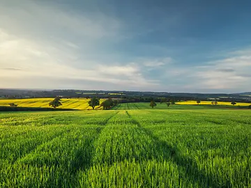 Fresh green wheat field in morning surise light