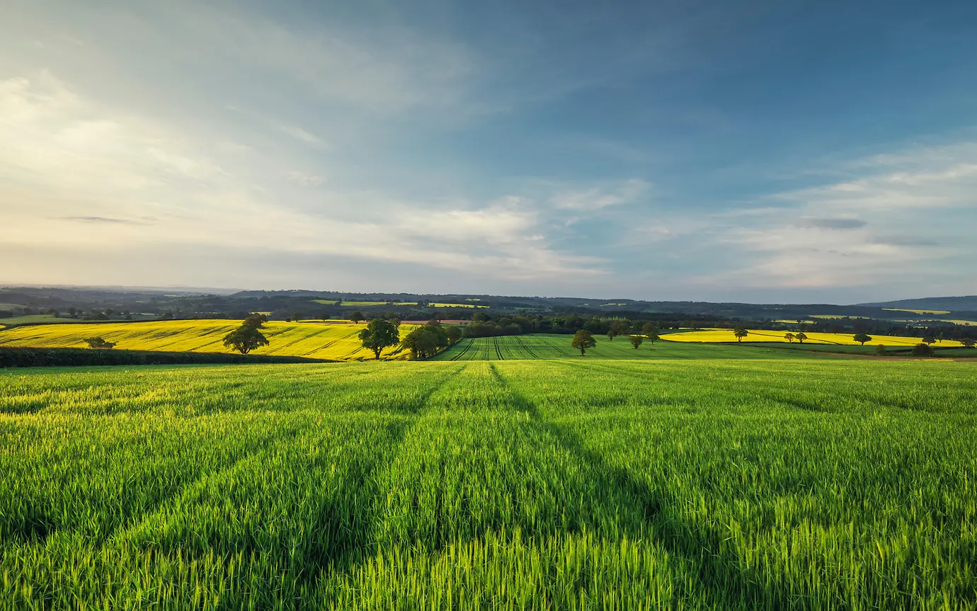 Fresh green wheat field in morning surise light