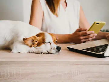 Woman working on laptop with dog