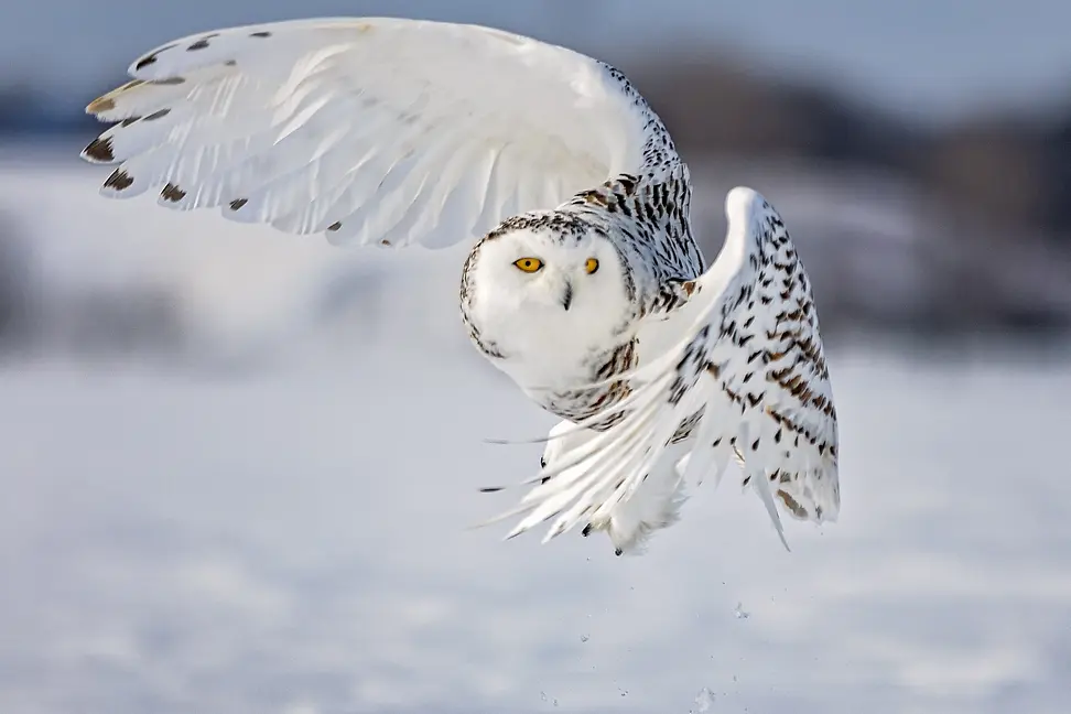 Snowy owl
