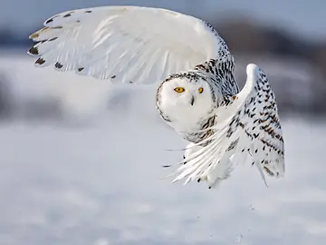 Snowy owl