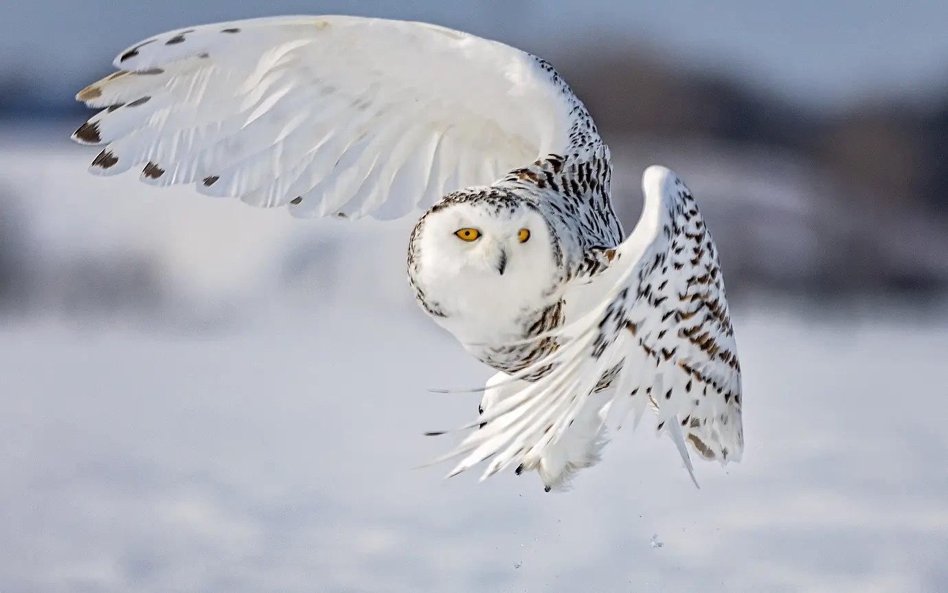 Snowy owl