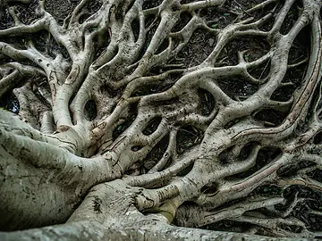 Cover image showing tree roots